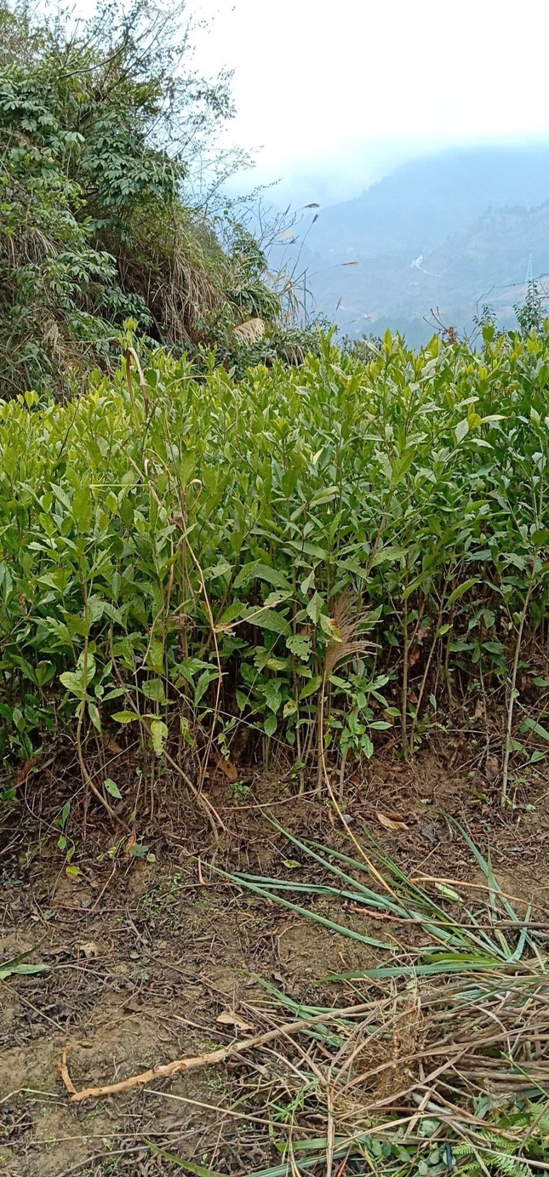 栀子苗，黄栀子苗，一年三季开花，可以做观赏树。