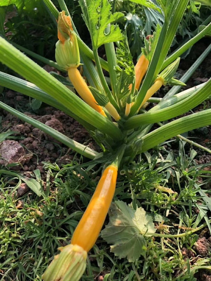 进口香蕉西葫芦种子水果型能生吃春季四季盆栽南瓜蔬菜种