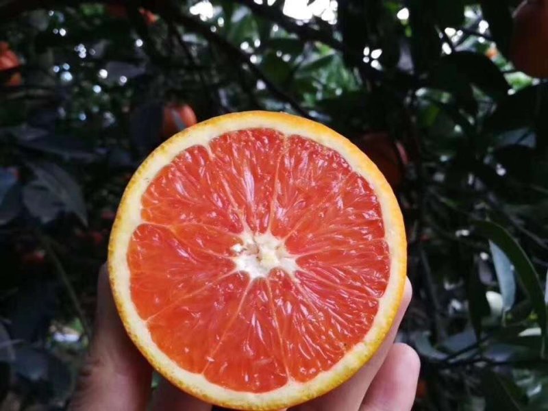 精品柳橙又大又甜，物美价廉保质保量量大从优