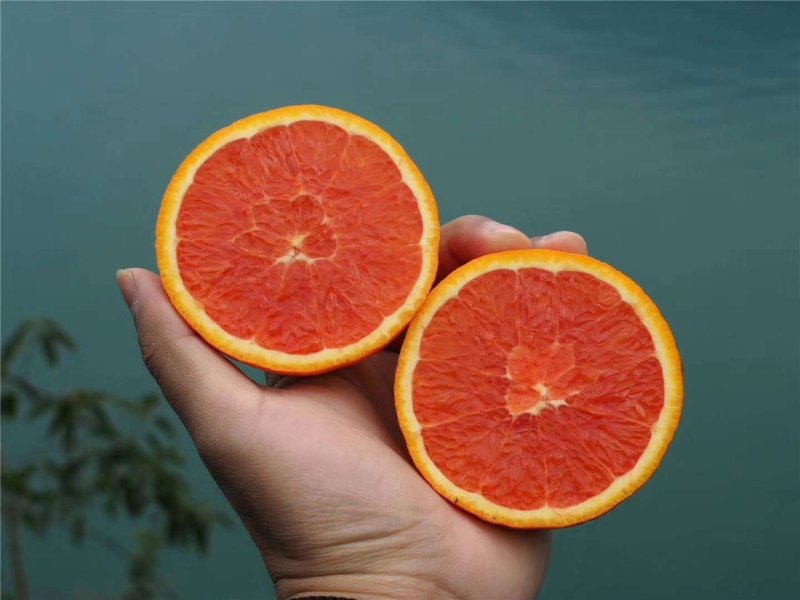 精品柳橙又大又甜，物美价廉保质保量量大从优