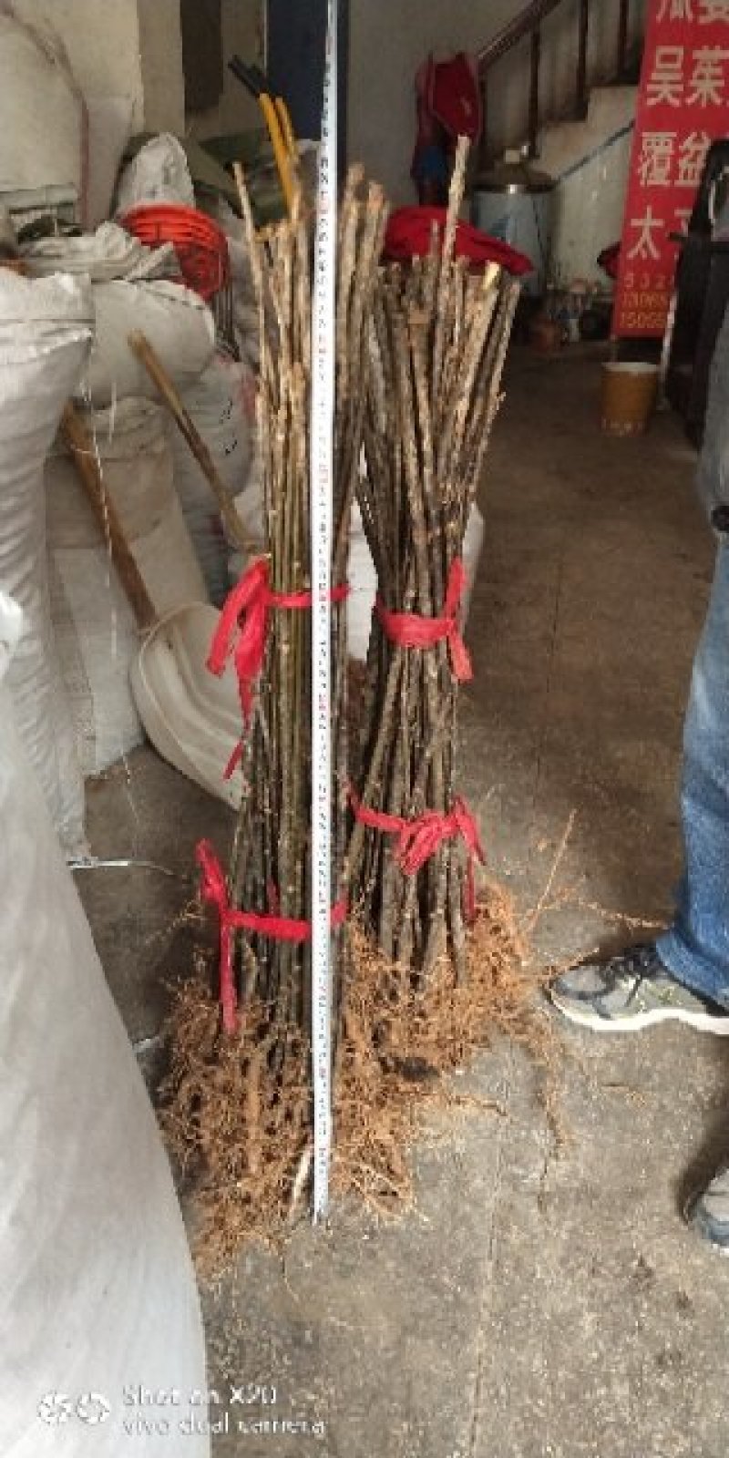 吴茱萸苗送生根粉