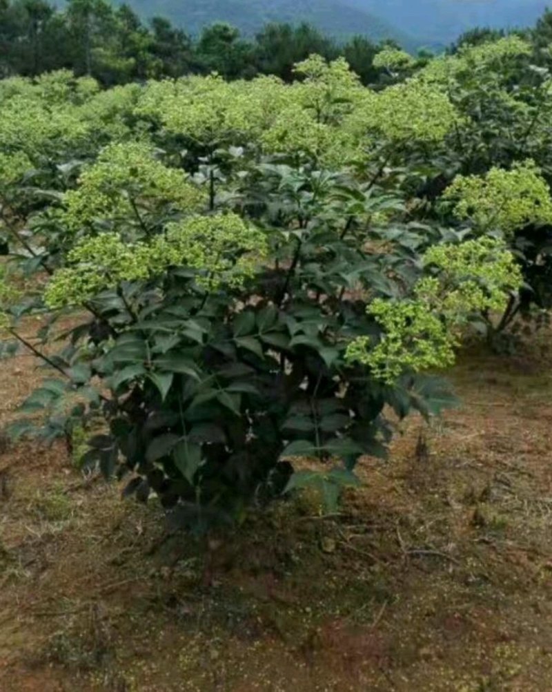 吴茱萸苗送生根粉