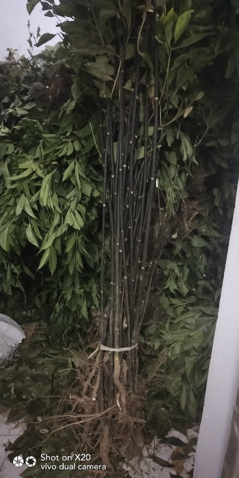 吴茱萸苗送生根粉
