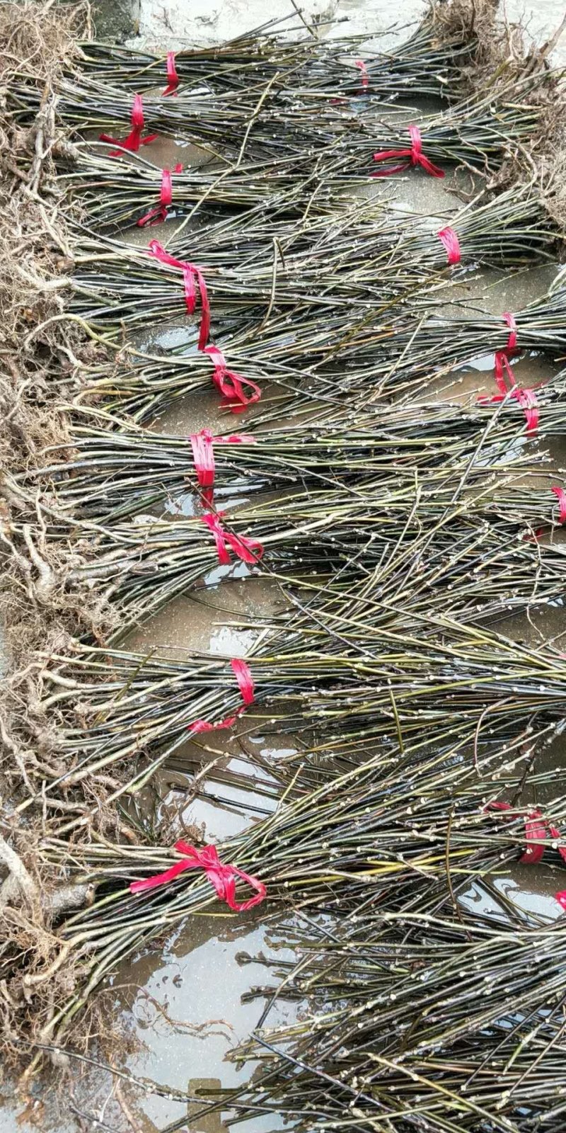 吴茱萸苗送生根粉