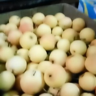 南果梨