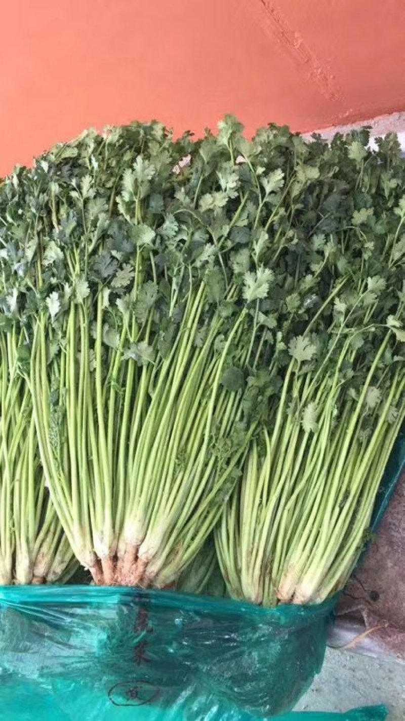 精品香菜60-70公分