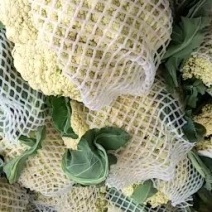 白面青梗，松花菜，现货大量上市了万亩基地