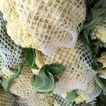 白面青梗，松花菜，现货大量上市了万亩基地