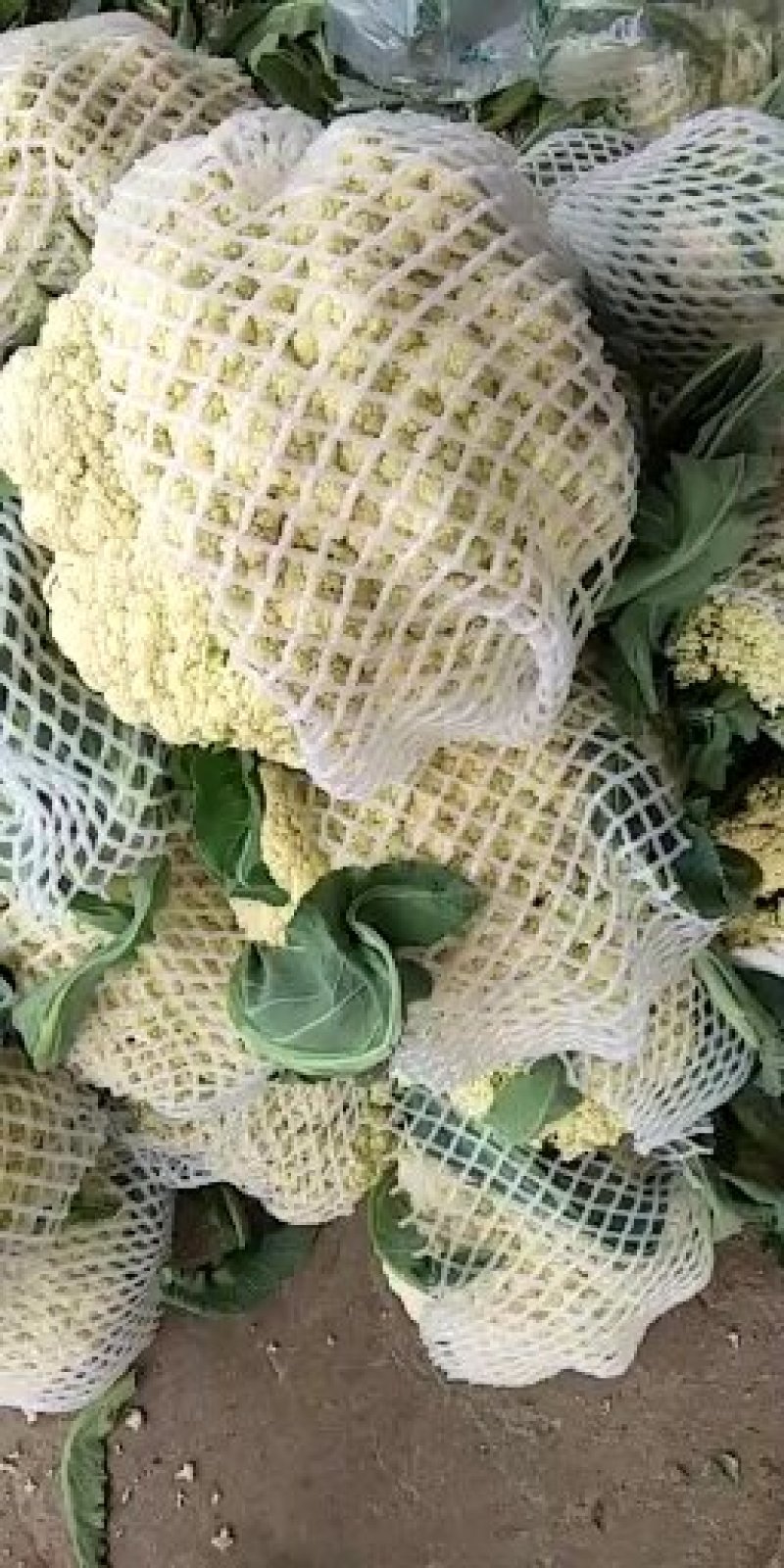 白面青梗，松花菜，现货大量上市了万亩基地
