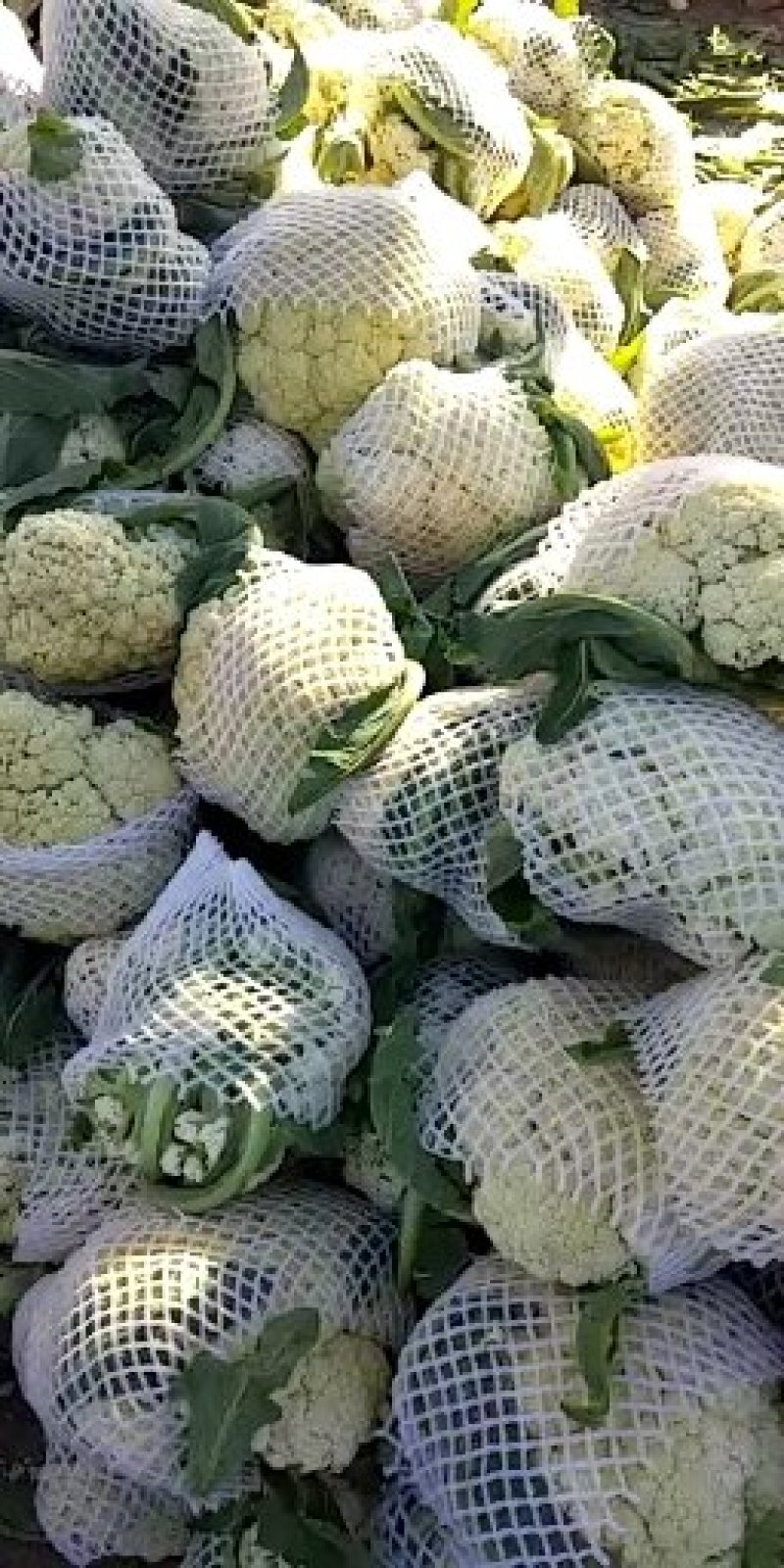 白面青梗，松花菜，现货大量上市了万亩基地