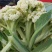 白面青梗，松花菜，现货大量上市了万亩基地