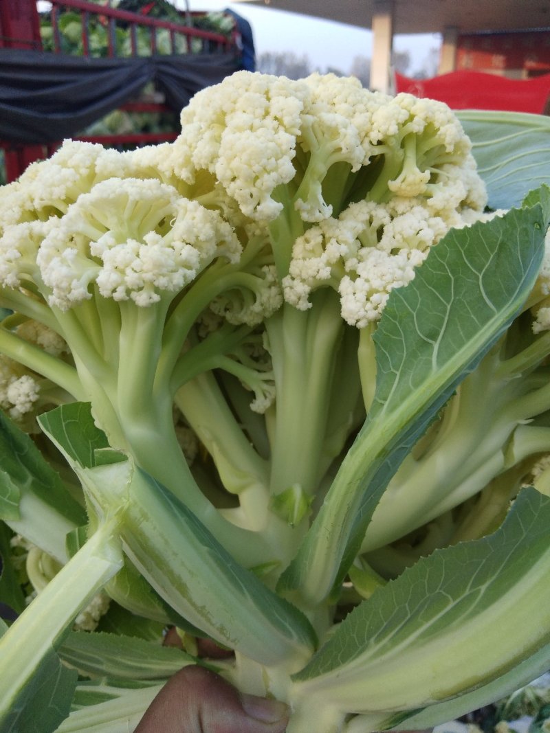 白面青梗，松花菜，现货大量上市了万亩基地