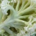 白面青梗，松花菜，现货大量上市了万亩基地
