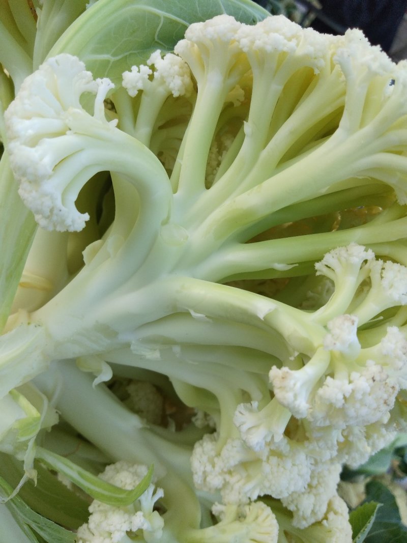 白面青梗，松花菜，现货大量上市了万亩基地