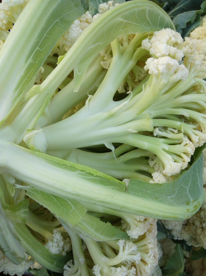 白面青梗，松花菜，现货大量上市了万亩基地