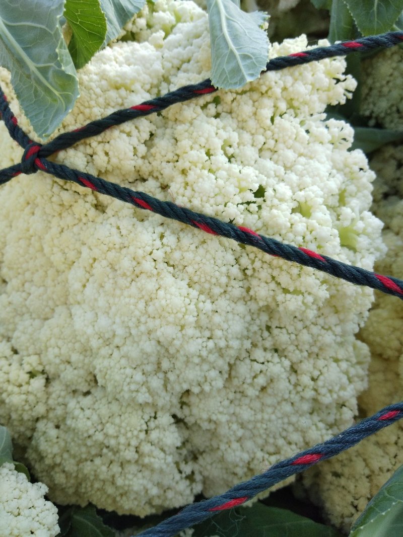 白面青梗，松花菜，现货大量上市了万亩基地