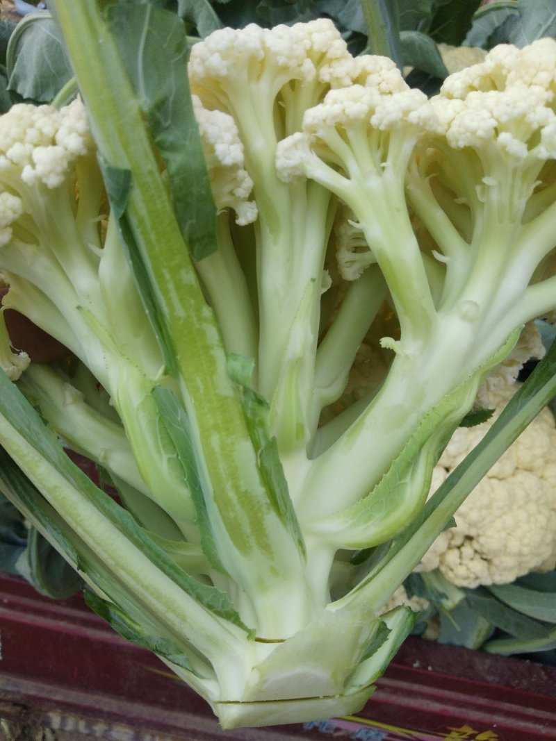 白面青梗，松花菜，现货！