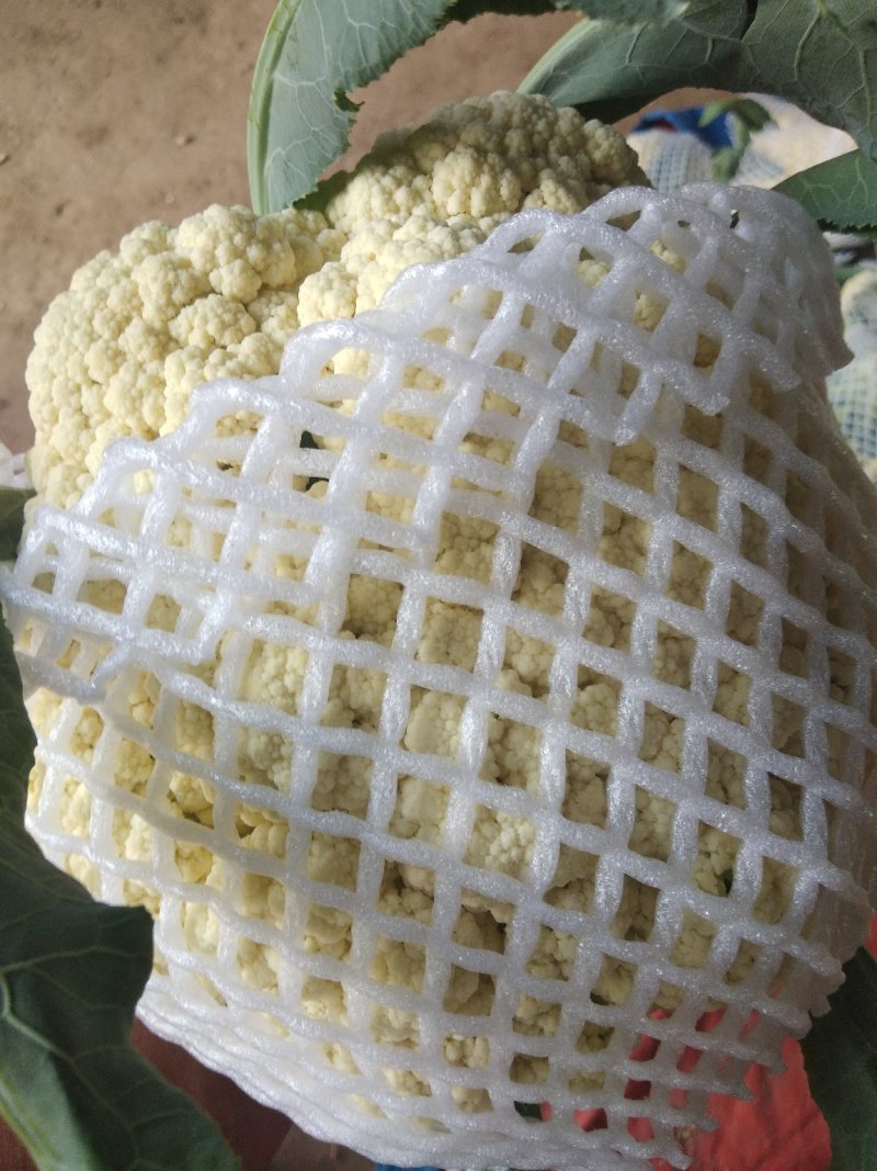 白面青梗，松花菜，现货！