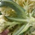 白面青梗，松花菜，现货！