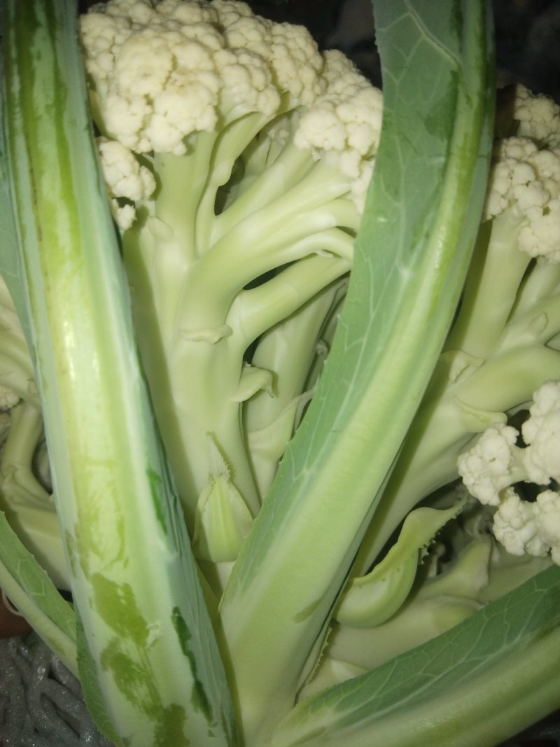 白面青梗，松花菜，现货！