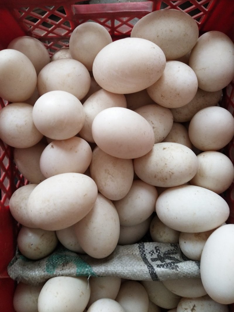 商品鹅蛋
