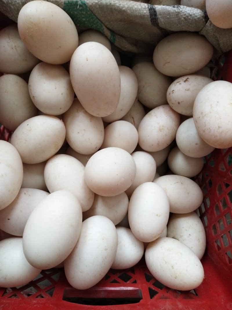 商品鹅蛋