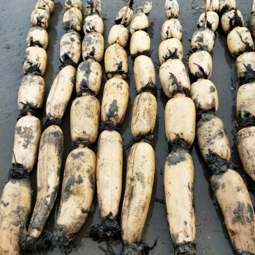 莲藕基地自产莲藕…巨无霸南斯拉夫莲藕，精品莲藕