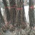 绿宝石梨树秋月梨苗品种丰富规格齐全基地直销一手苗圃