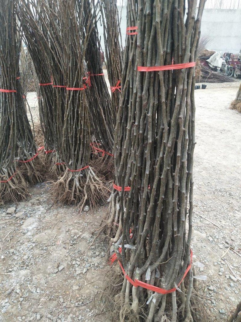 绿宝石梨树秋月梨苗品种丰富规格齐全基地直销一手苗圃