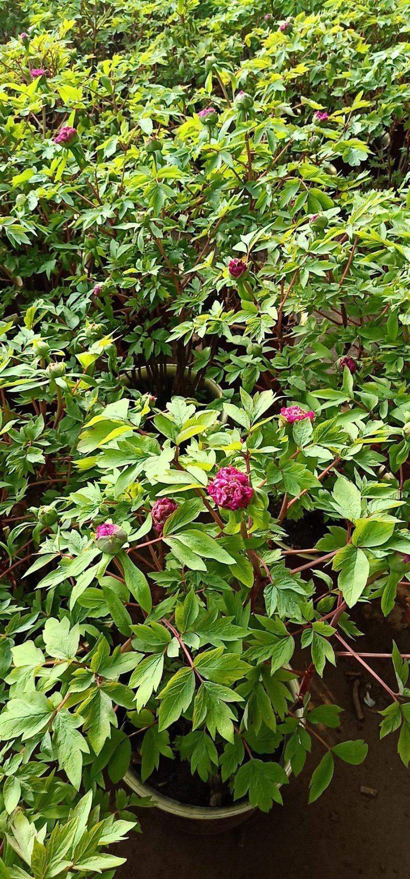 春节精品催花牡丹50棵起批，花开富贵团圆日