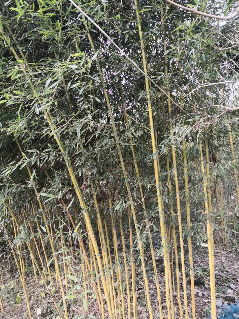 金镶玉竹子。1.5元