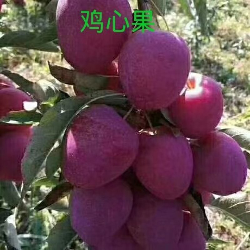 各种果树苗和各种规格的成型树和各种果树苗