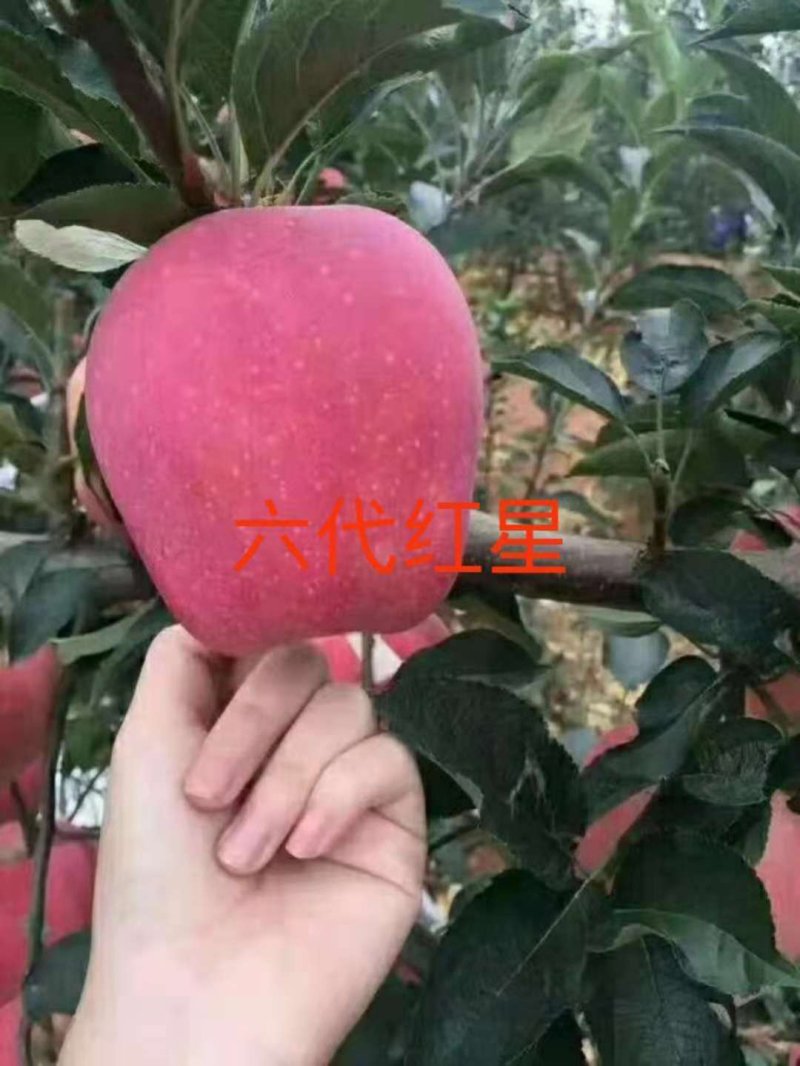 各种果树苗和各种规格的成型树和各种果树苗