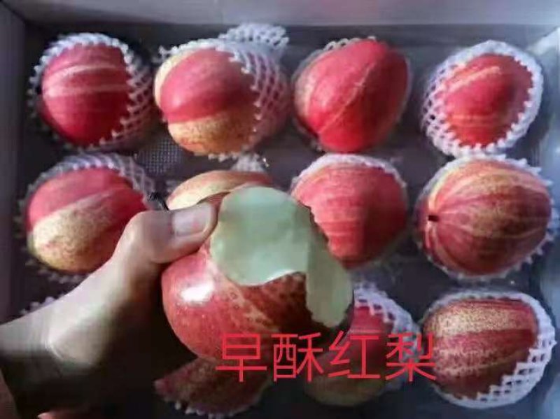 各种果树苗和各种规格的成型树和各种果树苗