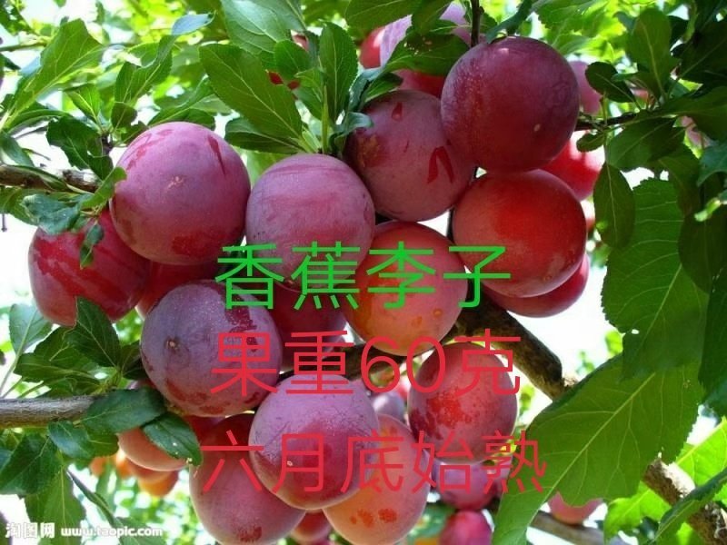 各种果树苗和各种规格的成型树和各种果树苗