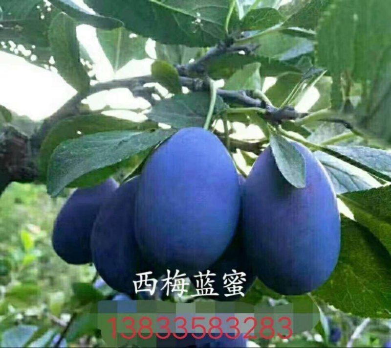 各种果树苗和各种规格的成型树和各种果树苗