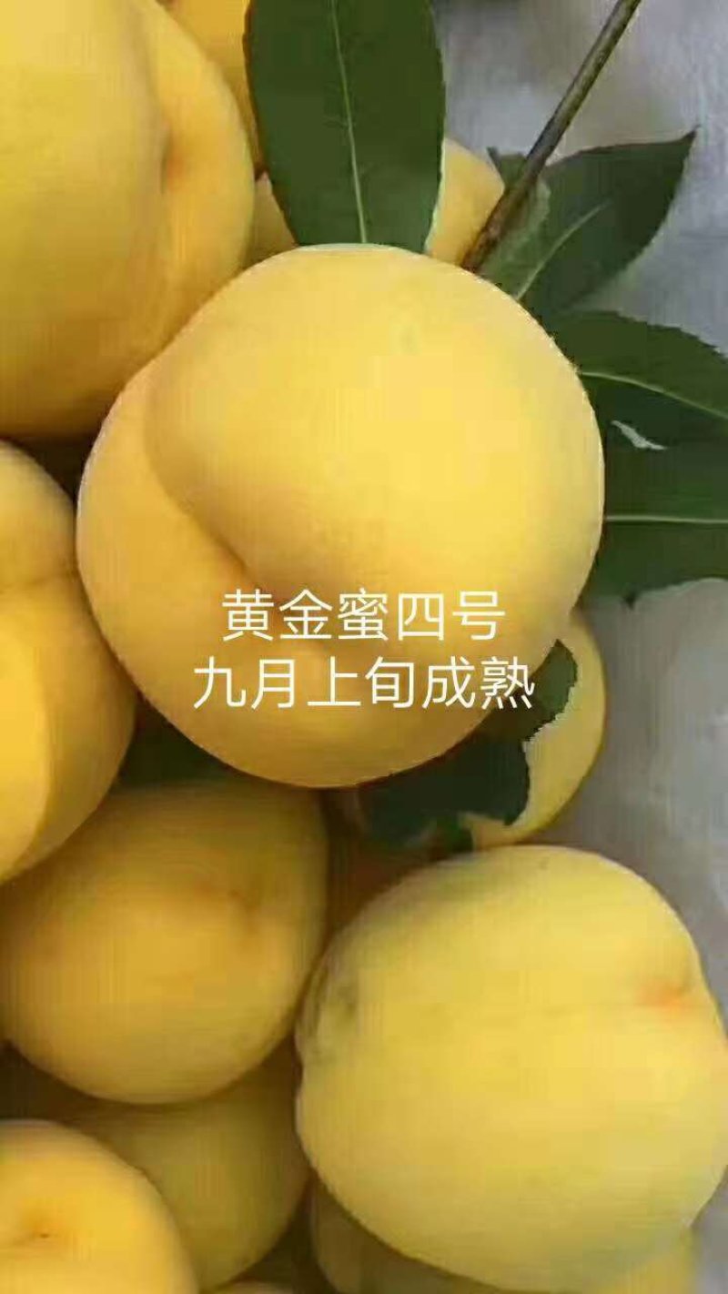 各种果树苗和各种规格的成型树和各种果树苗
