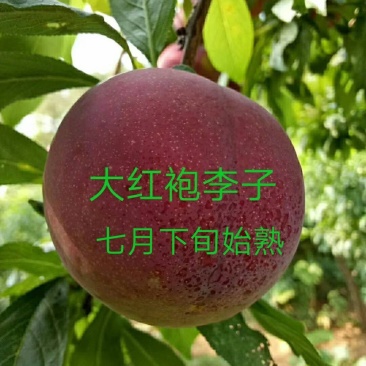 各种果树苗和各种规格的成型树和各种果树苗