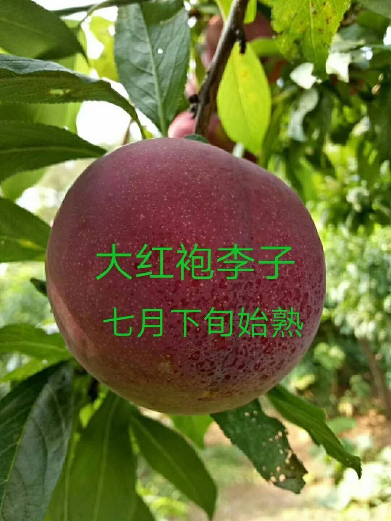 各种果树苗和各种规格的成型树和各种果树苗