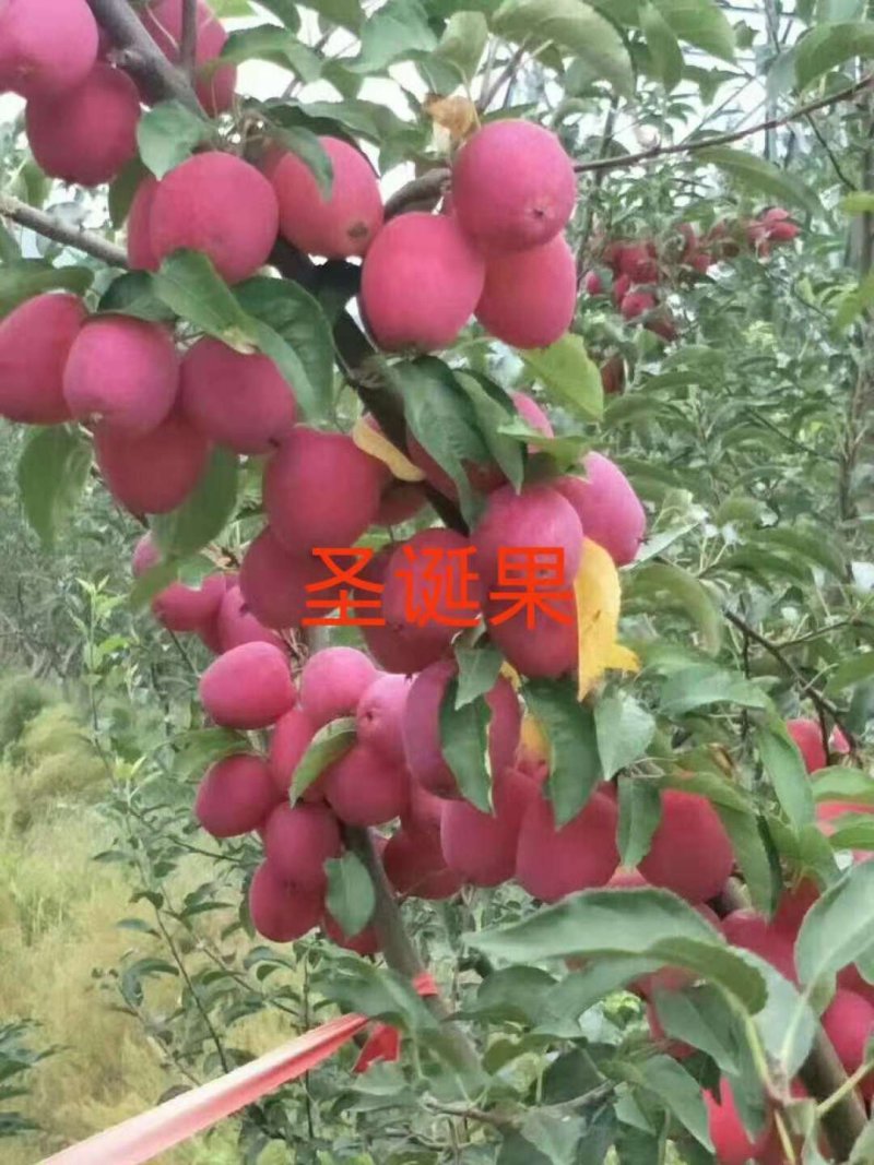 各种果树苗和各种规格的成型树和各种果树苗