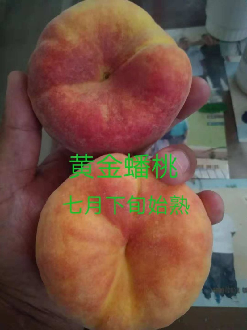 各种果树苗和各种规格的成型树和各种果树苗