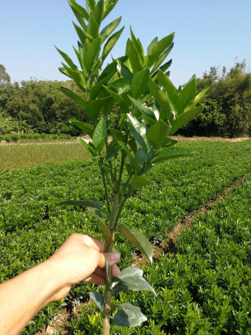 沃柑苗