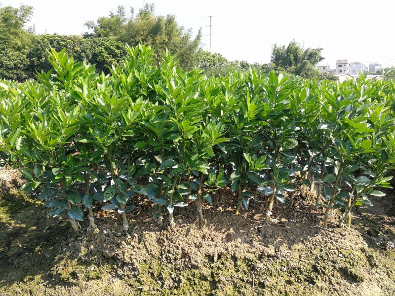 沃柑苗