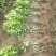 香橙枕091无核沃柑苗，红桔枕无核沃柑苗，品种正，裸苗，