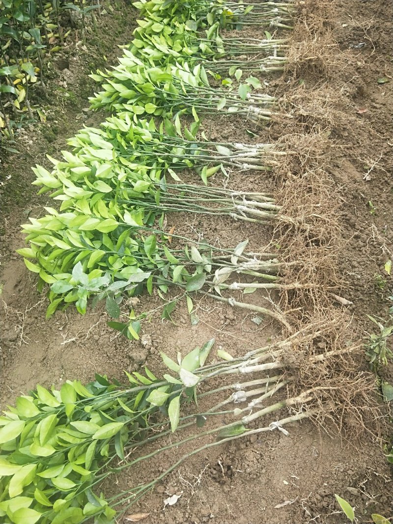 香橙枕091无核沃柑苗，红桔枕无核沃柑苗，品种正，裸苗，