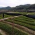 自家种的嫁接油茶苗长林系20Cm