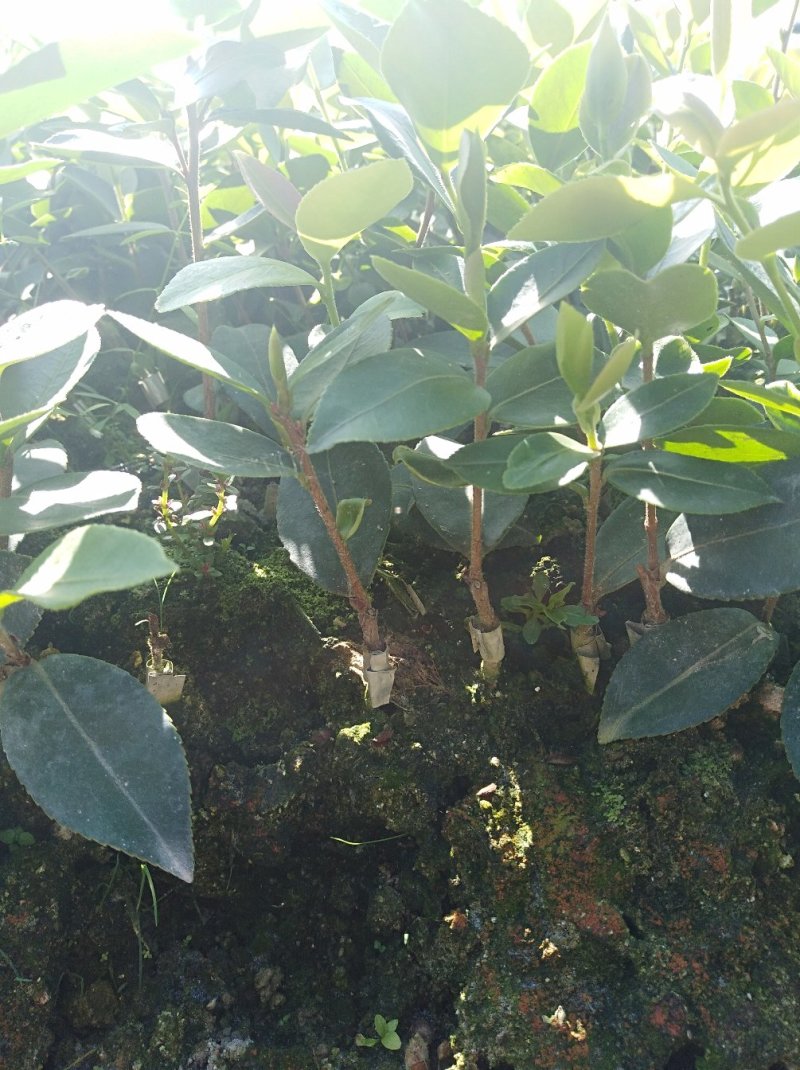 自家种的嫁接油茶苗长林系20Cm