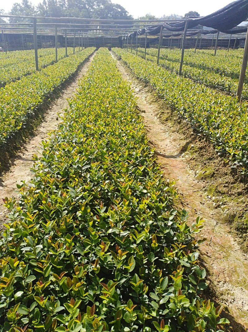 自家种的嫁接油茶苗长林系20Cm