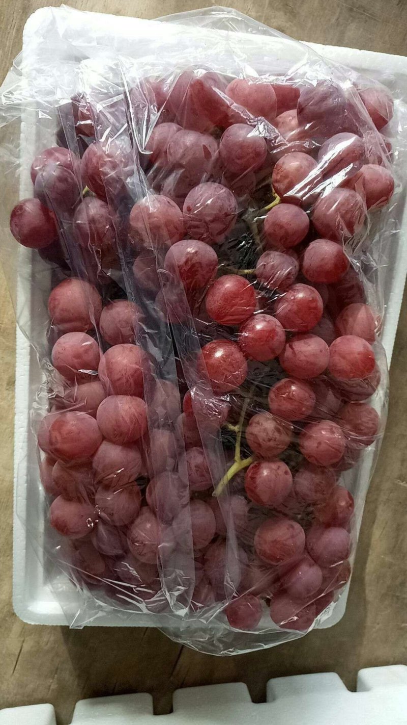 河北红提基地直发品质保证量大从优欢迎来电