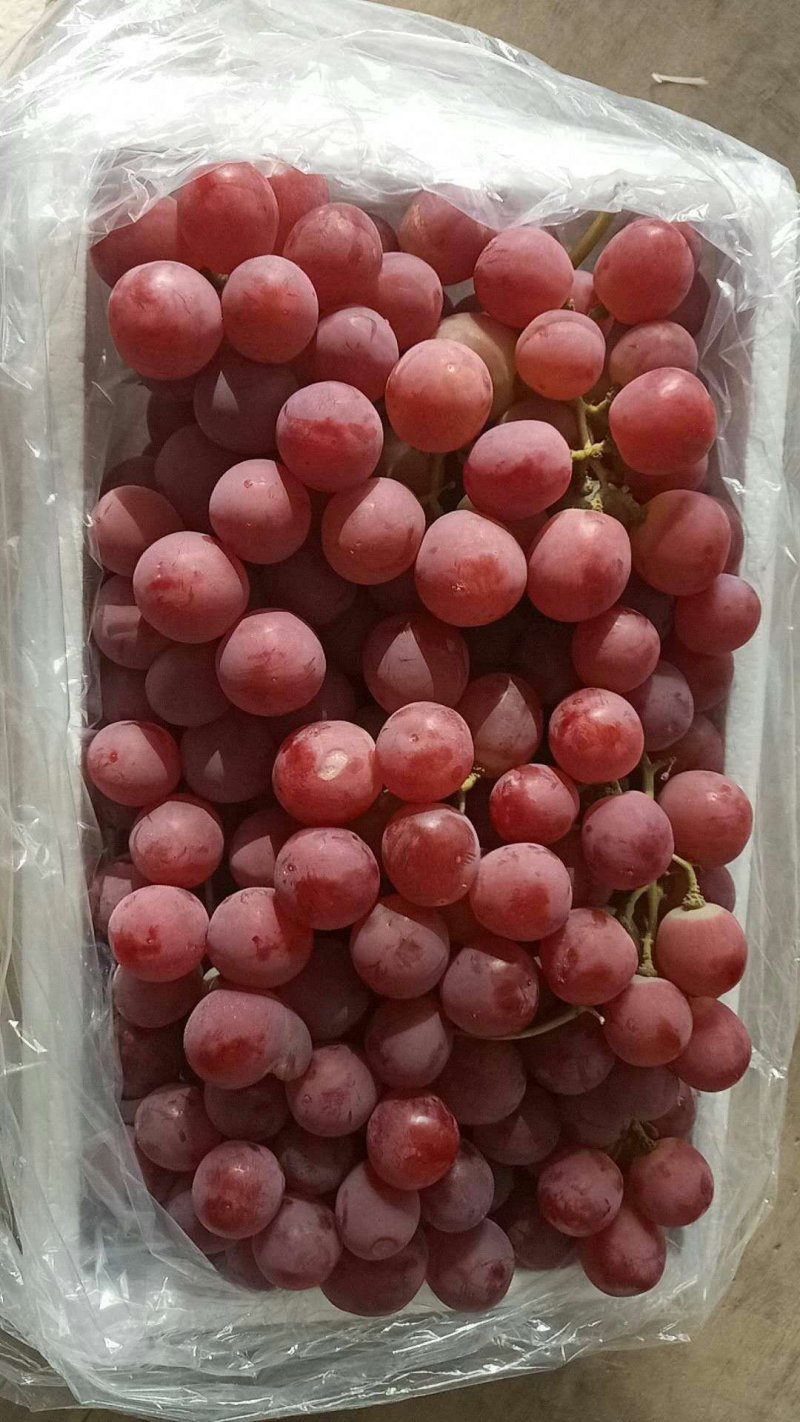 河北红提基地直发品质保证量大从优欢迎来电
